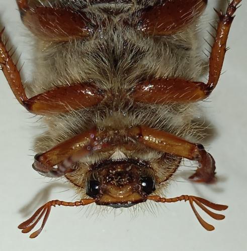 Amphimallon solstitiale